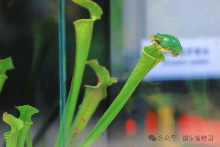 国家植物园食虫植物展惊喜开展