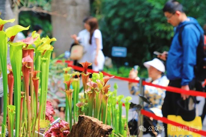 国家植物园食虫植物展惊喜开展