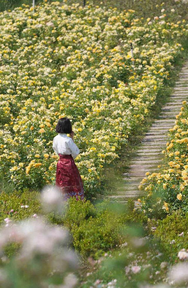 好美！郑州西流湖公园月季花海成热门打卡地