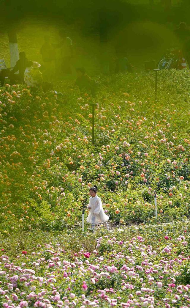 好美！郑州西流湖公园月季花海成热门打卡地