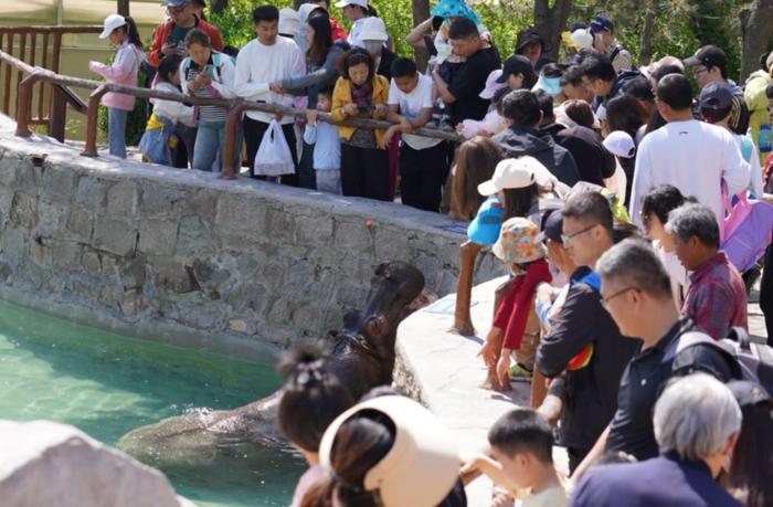 踏青赏花、民俗美食……这个假期，青岛这些打卡地火爆“出圈”