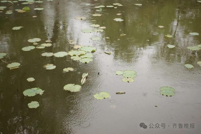 济南今起连下三天雨！山东大幅降温，最低气温11℃+局部雷雨