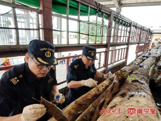 东兴口岸进境植物种苗指定监管场地迎来首批进口苗木