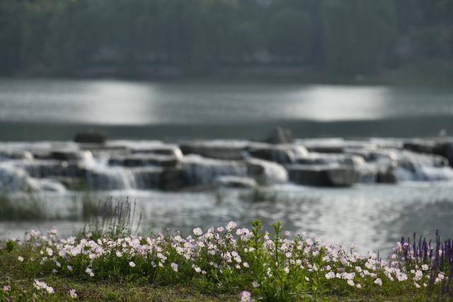 郑州西流湖公园：小瀑布与满地花正艳