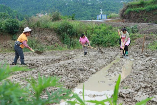 组图 | 德江荆角乡：水稻机械化育秧忙