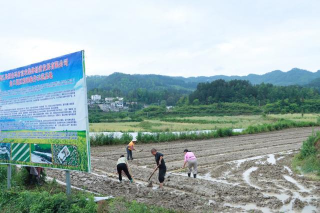 组图 | 德江荆角乡：水稻机械化育秧忙