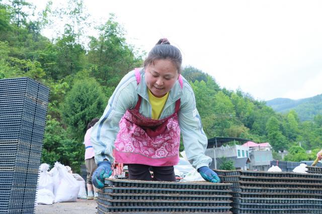 组图 | 德江荆角乡：水稻机械化育秧忙