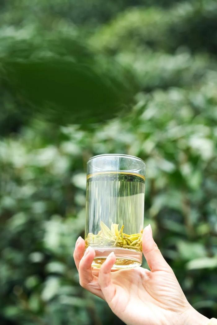 喝茶界的白月光！这杯杭州龙井，香~