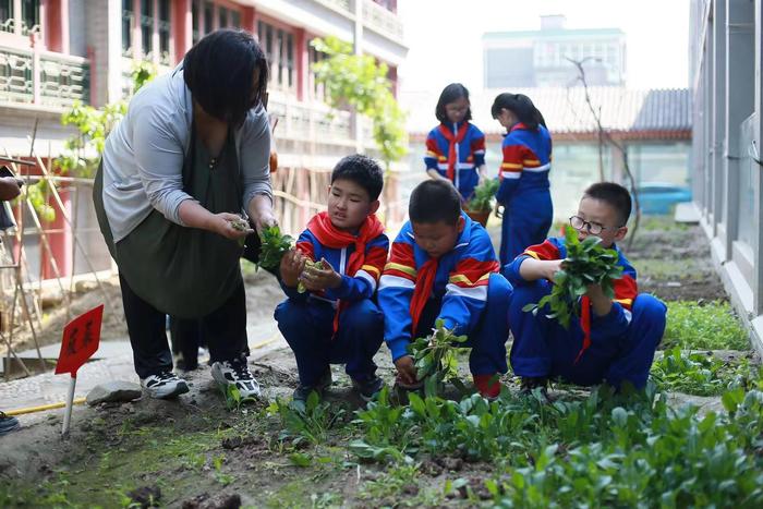 安定门街道：实践园里的第一波蔬菜，社区老人先尝鲜