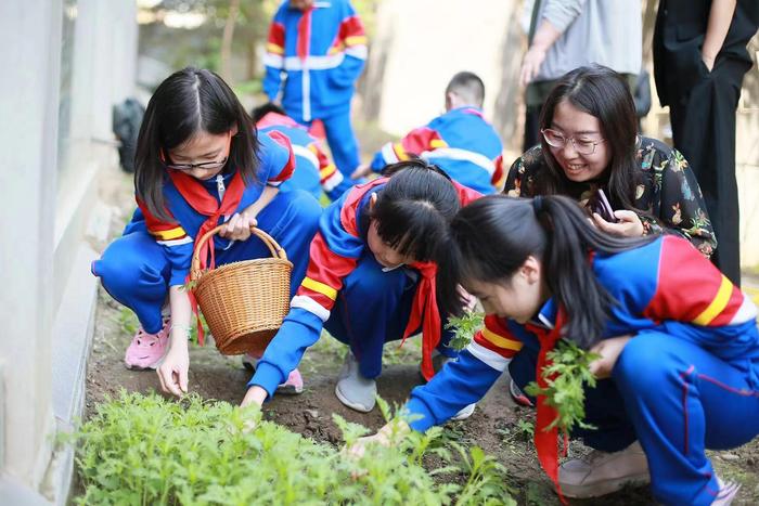 安定门街道：实践园里的第一波蔬菜，社区老人先尝鲜