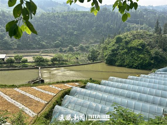 榕江高岜：西瓜种植有甜头 群众致富有奔头