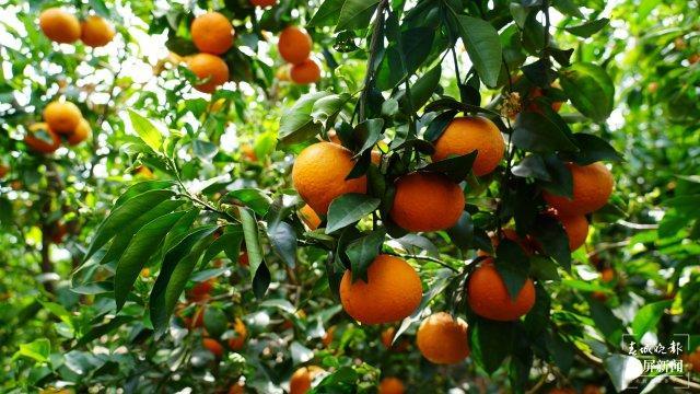 美好生活在云南｜大理宾川：环保酵素种出生态水果