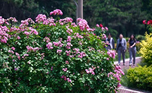 西安街头蔷薇月季花开正艳 车在花中走，如在画中行