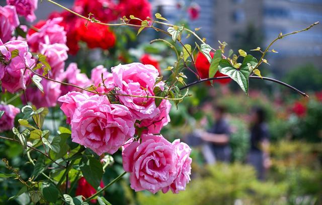 西安街头蔷薇月季花开正艳 车在花中走，如在画中行