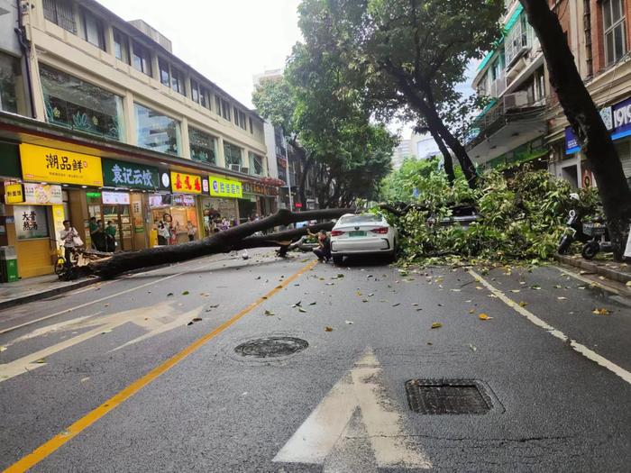 道路已恢复通行！越秀区一路段今早有树木倒伏，砸到汽车