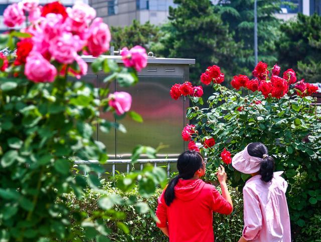 西安街头蔷薇月季花开正艳 车在花中走，如在画中行