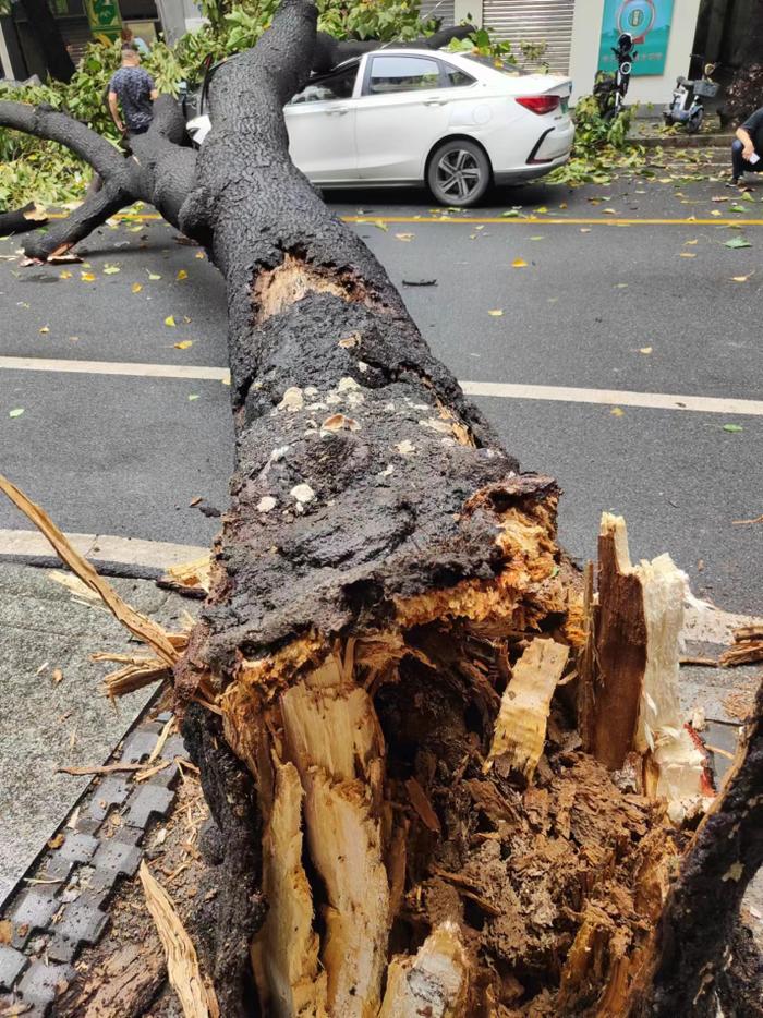 道路已恢复通行！越秀区一路段今早有树木倒伏，砸到汽车