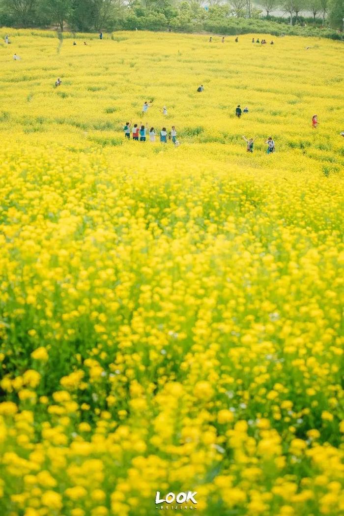 可能是当下最火的事儿！北京“最佳野餐地指南”，出炉→