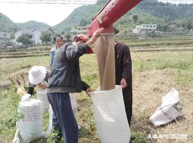 播州：机械化演绎农业“奇迹” 农户尽享省时增效红利