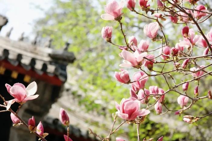 城市记忆 | 北京这座古寺的玉兰花为何被称为“玉兰王”？
