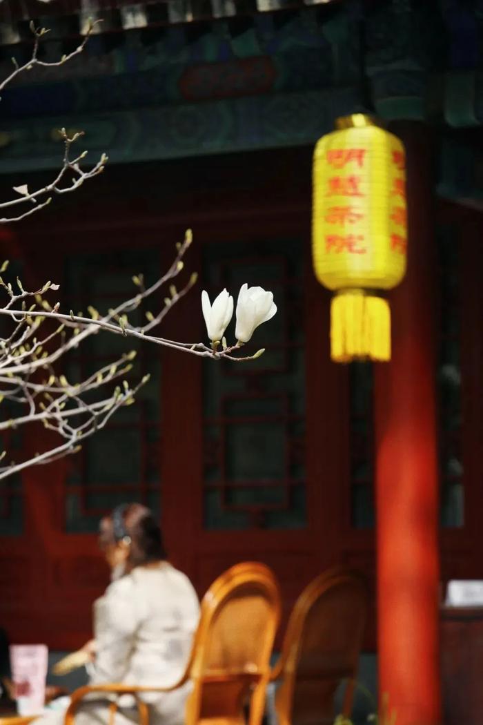 城市记忆 | 北京这座古寺的玉兰花为何被称为“玉兰王”？