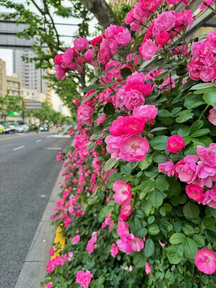 【探索】五月美景！这些蔷薇与月季“花墙”你打卡了吗？