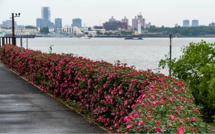 【探索】五月美景！这些蔷薇与月季“花墙”你打卡了吗？