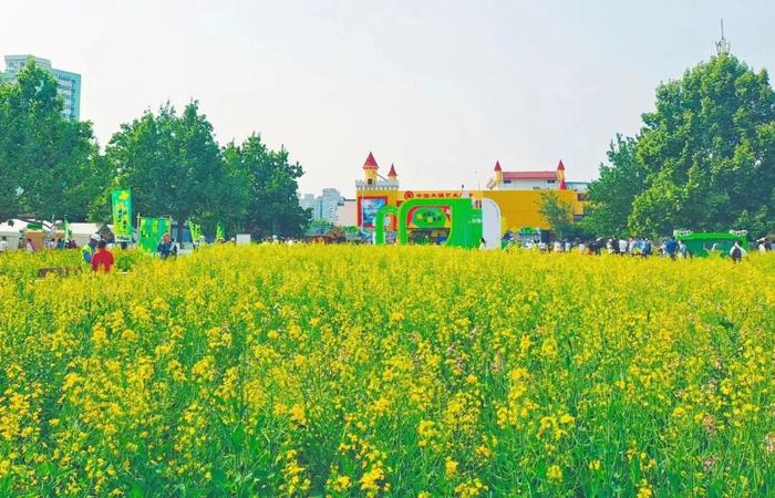 邂逅初夏，北京朝阳这处油菜花集等你来