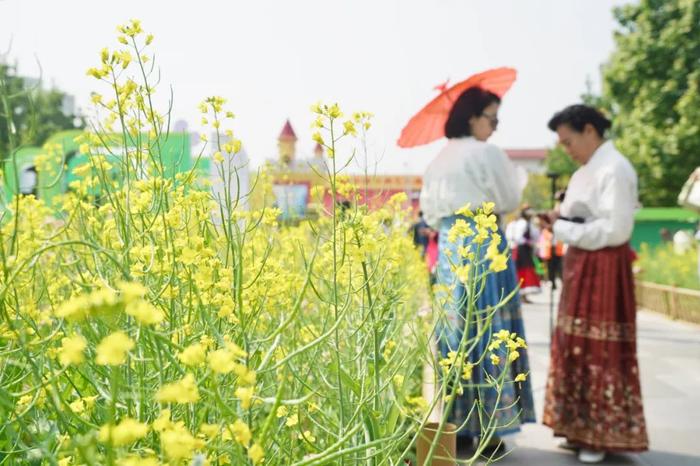 邂逅初夏，北京朝阳这处油菜花集等你来