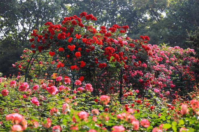 【探索】五月美景！这些蔷薇与月季“花墙”你打卡了吗？