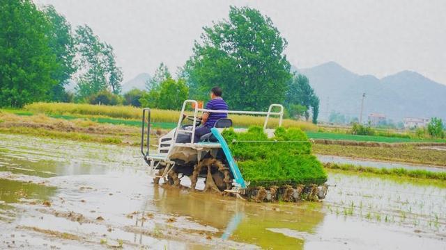 平坝区：机械化插秧为水稻种植按下“加速键”