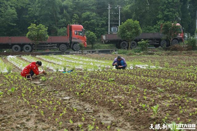 【高质量发展蹲点采访】生活不亏待勤劳人！黔西这对夫妻在田间种出幸福生活