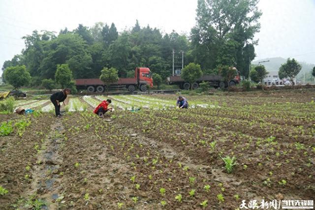 【高质量发展蹲点采访】生活不亏待勤劳人！黔西这对夫妻在田间种出幸福生活