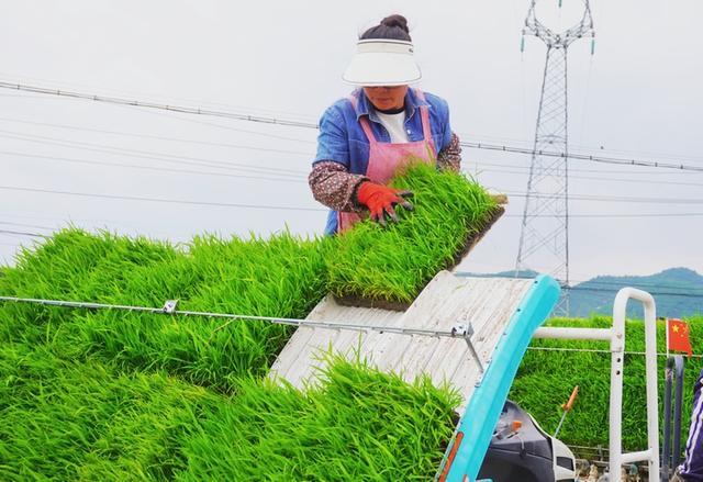 平坝区：机械化插秧为水稻种植按下“加速键”