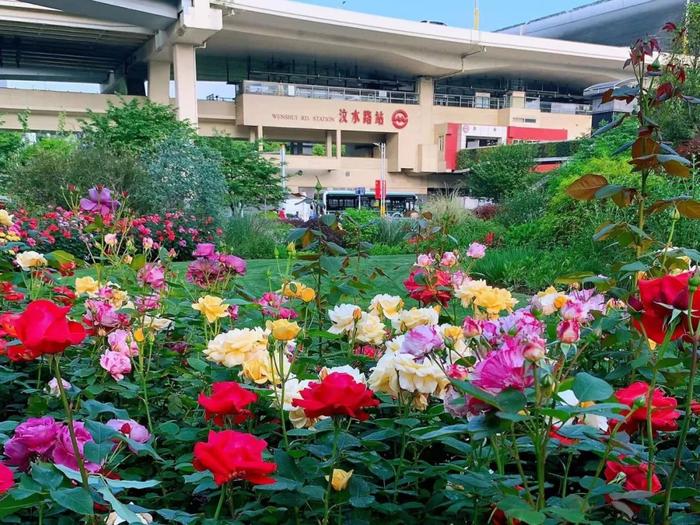 【探索】五月美景！这些蔷薇与月季“花墙”你打卡了吗？