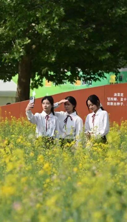 邂逅初夏，北京朝阳这处油菜花集等你来