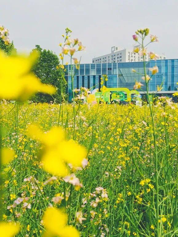 邂逅初夏，北京朝阳这处油菜花集等你来