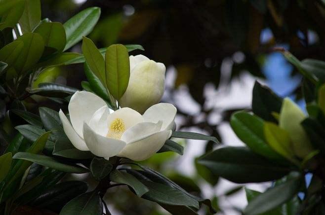 5.12母亲节 园林的芬芳也是妈妈的味道