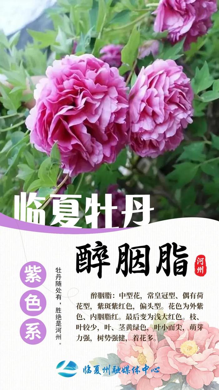 胜绝是河州！九大色系临夏牡丹，你见过几种？