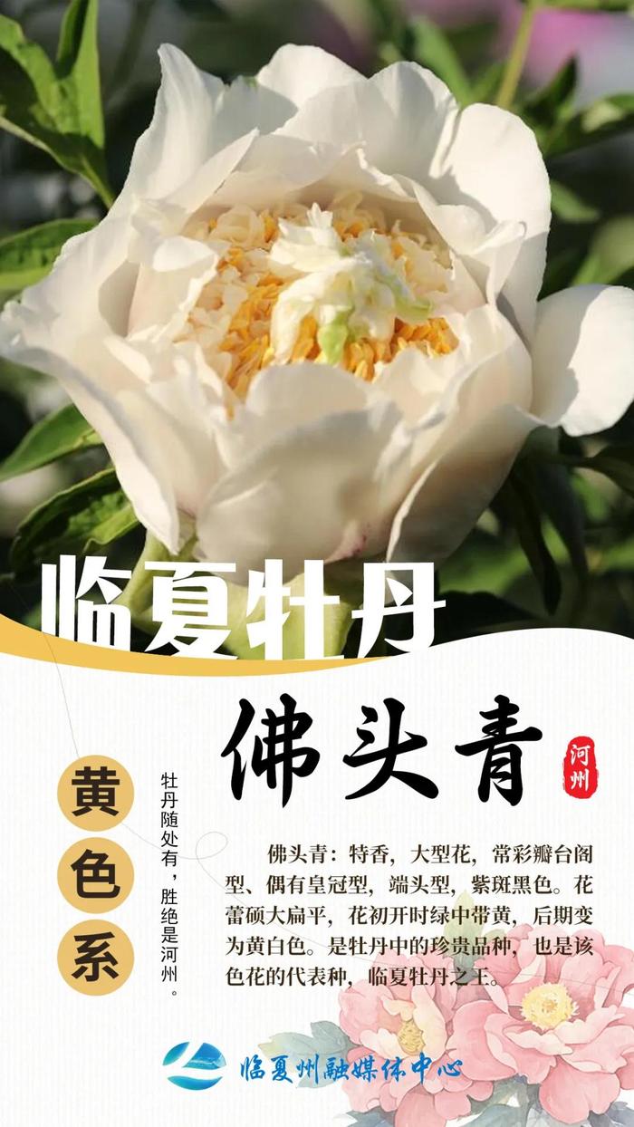 胜绝是河州！九大色系临夏牡丹，你见过几种？