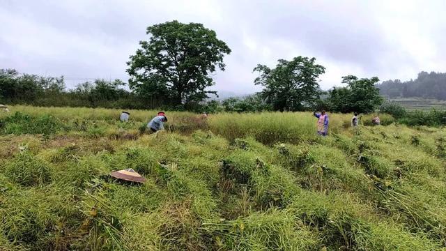 蓝田镇：初夏至 农事忙