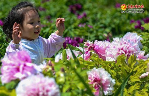 爱新疆 游家乡丨牡丹芍药花枝俏 游客休闲赏花忙