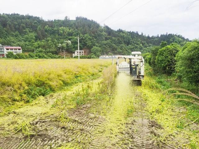 蓝田镇：初夏至 农事忙