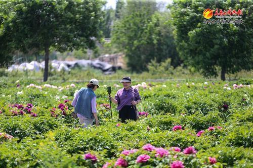 爱新疆 游家乡丨牡丹芍药花枝俏 游客休闲赏花忙