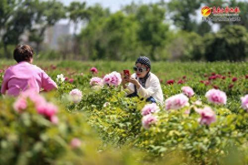 爱新疆 游家乡丨牡丹芍药花枝俏 游客休闲赏花忙