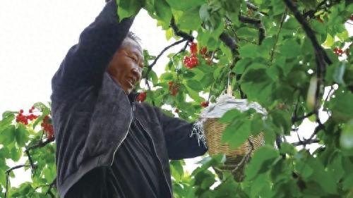 樱桃丰收上市 果农收获“甜蜜”