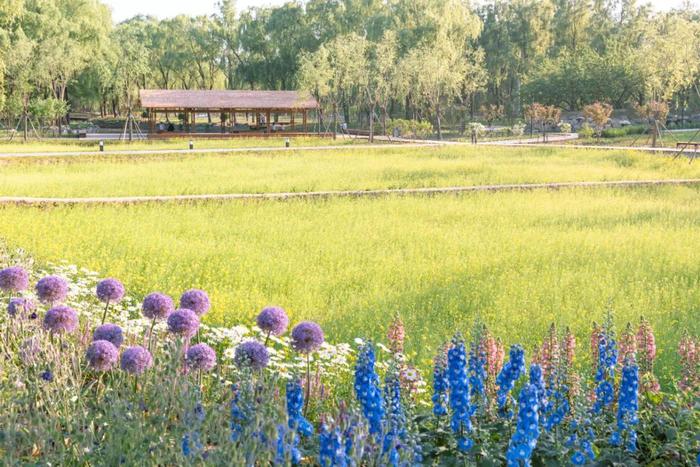 颐和园东墙外，这个免费公园开啦！花海、稻田、水渠、栈道……