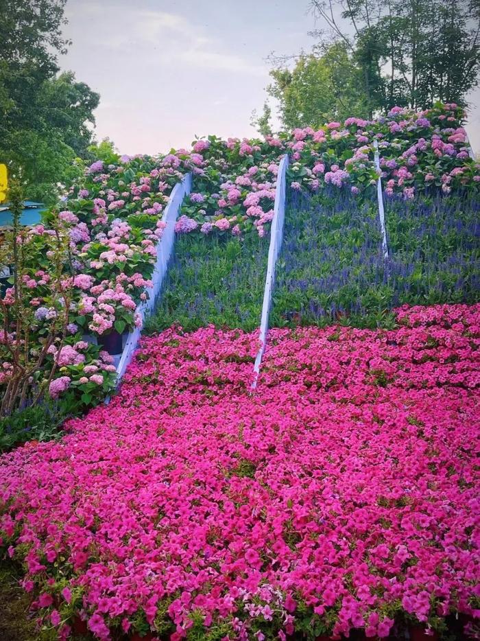 北京人有自己的“莫奈花园”