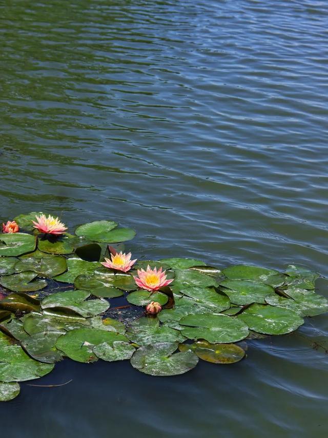 水清岸绿好风光！初夏来上海长宁这条河道走走