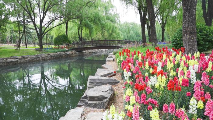 颐和园东墙外，这个免费公园开啦！花海、稻田、水渠、栈道……